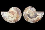Cut & Polished, Agatized Ammonite Fossil - Jurassic #93533-1